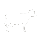 Dairy