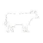 Cattle