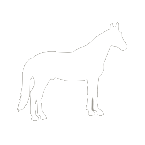 Equine